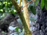 Stifftia chrysantha