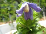 Clematis integrifolia 'Pastel Blue'