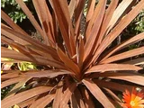 Atropurpurea
