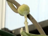 Argyreia nervosa