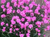 Armeria maritima