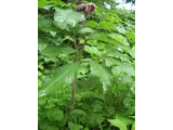 Jack in the pulpit
