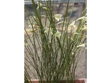 Gladiolus tristis