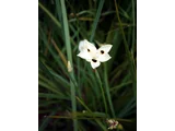 Dietes bicolor