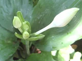 亚马逊百合