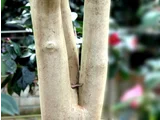 Camellia yuhsienensis