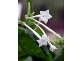 Nicotiana