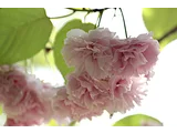 フゲンゾウ