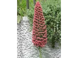 Echium wildpretii