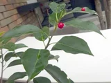 Ilex pedunculosa