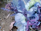 Cabbage