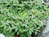 Yakushima azalea