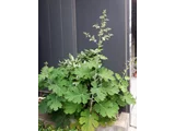 Macleaya cordata