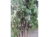侧柏