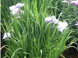 花菖蒲 ”連城の璧”