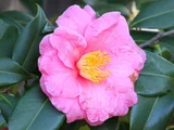 山茶花 '笑顔'
