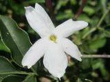 Jasmimum polyanthum