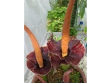 Amorphophallus johnsonii