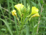 Oenothera erythrosepala