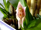 郁金香兰