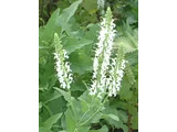 Salvia microphylla