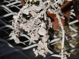 Artemisia stelleriana