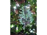 Jade vine