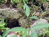 潮风草