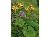 Ligularia dentata