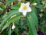 日本紫茎