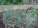 Ephedra sinica