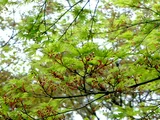 Palmate maple