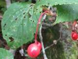 Elaeagnus umbellata