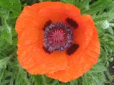 Oriental poppy