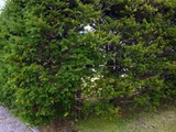 Dwarf Japanese yew
