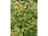 大花齒葉苦蕒菜