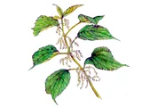 Boehmeria nivea