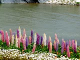 Lupinus polyphyllus