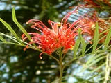 Grevillea banksii