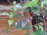 月光花