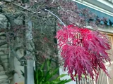 紅葉 紅枝垂