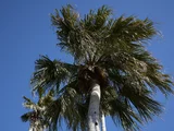 Washingtonia Robusta