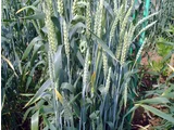 Winter wheat