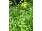 クサレダマ