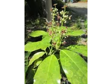 Aucuba japonica