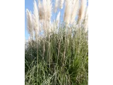 Pampas grass