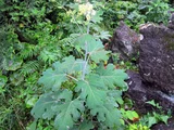 Macleaya cordata