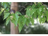 会津茶条槭