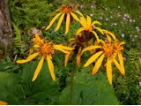 Ligularia dentata