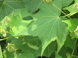 フヨウ